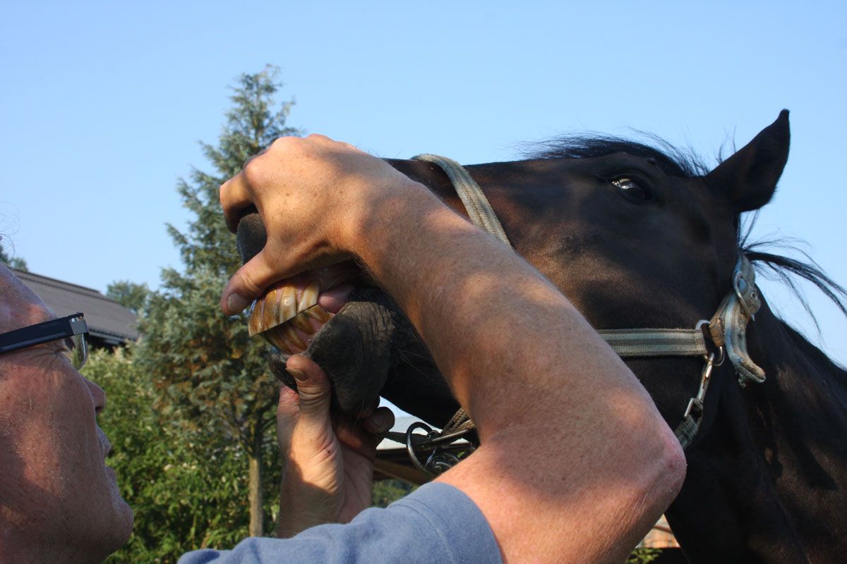 Zahnpflege beim Pferd