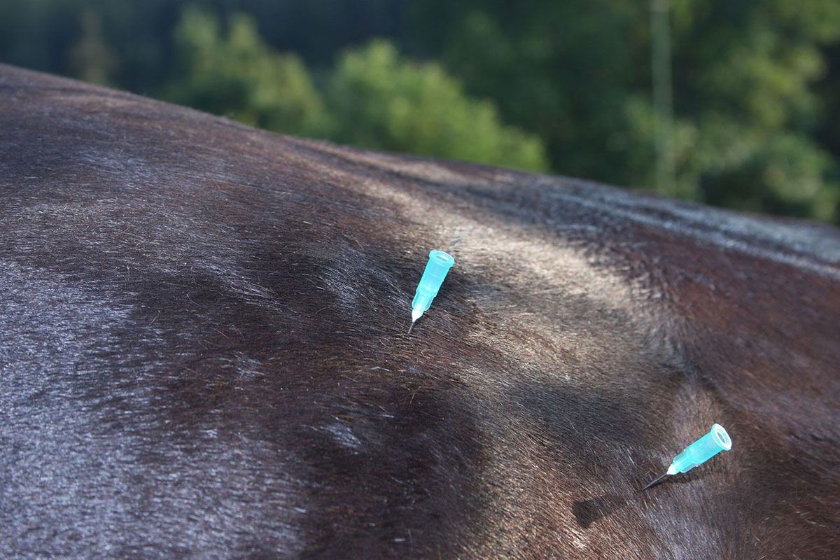 Akupunktur beim Pferd