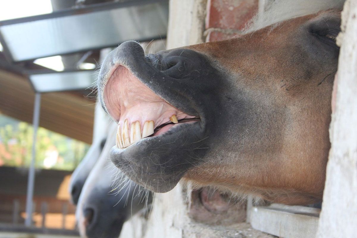 Zahnheilkunde beim Pferd